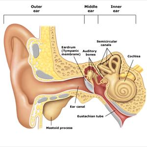 Ringing Ear Cause - How To Quite Ringing In Your Head? 