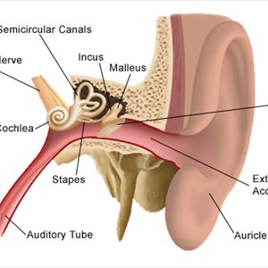 Rexton Tinnitus Masker 