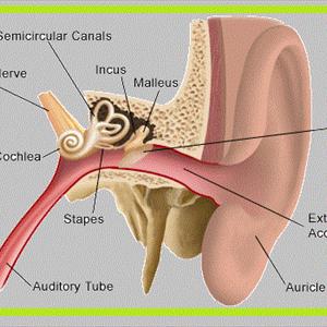 Tinnitus Scam 